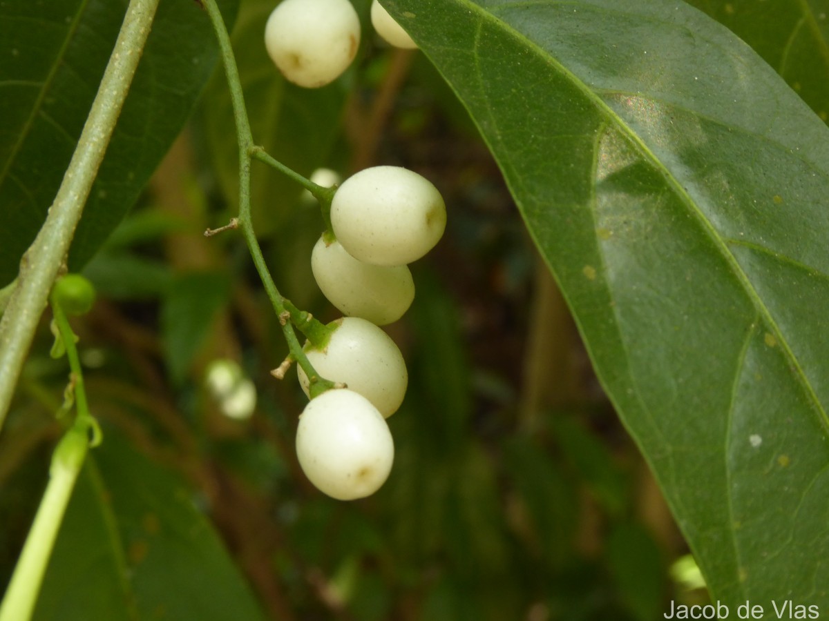 Cestrum nocturnum L.
